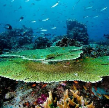 Kepri Coral